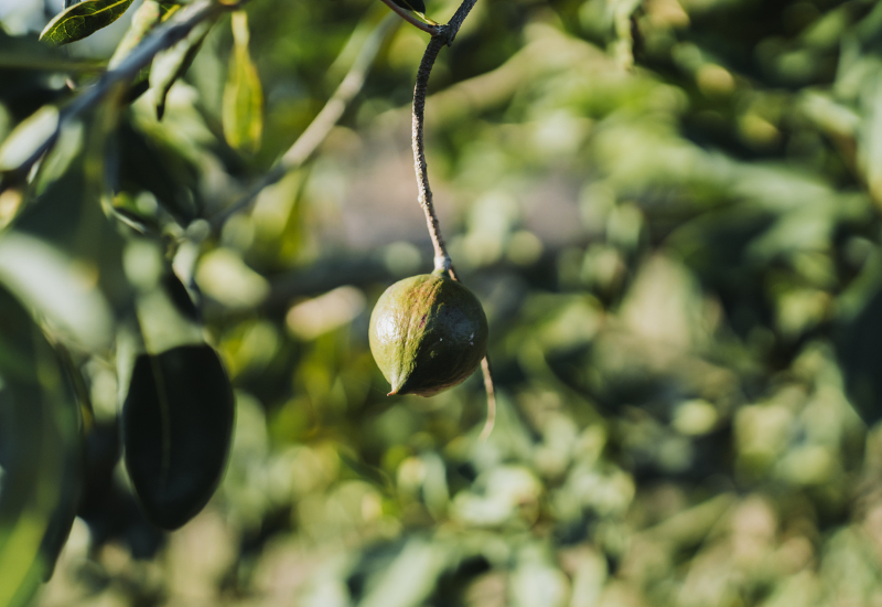 Macadamia nut growing in a Mayo Macs orchard representing long-term vision and growth.