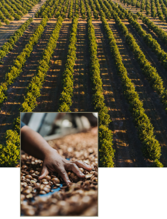 Mayo Macs orchard and macadamia processing image for the Our Story section
